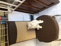 Antalyada Mavi gözlü beyaz british shorthair
