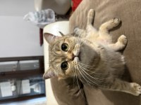 Uysal sevecen akıllı ve oyuncu british shorthair