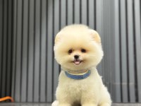 SAĞLIK VE IRK GARANTİLİ POMERANİAN KÖPEĞİ