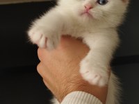Scottish fold yavrular