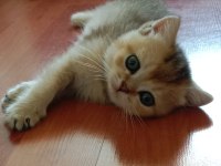 Safkan british shorthair