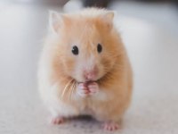 Daha yeni doğan hamster yavrular ve anne