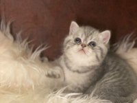 British tabby ayı surat british shorthair bebeklerim