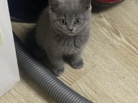 Irk ve sağlık garantili british shorthair