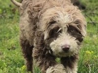 Trde nadir bulunan ırklardan ausiedoodle yavrumuz