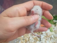 Suriye Hamster