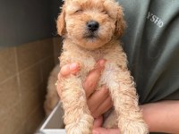Apricot Maltipoo Yavrular
