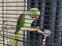 Erkek konuşan alexander papağanı