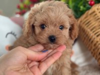Mükemmel Güzellikteki Maltıpoo Yavrum