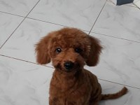 Yakışıklı poodle oğlumuz