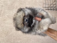 Orjinal ayı surat pomeranian boo yavrular
