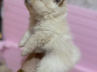 Pomeranian boo 1 ay sonra rezerve edilecektir