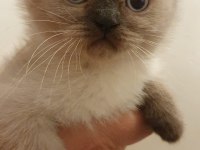 British shorthair Yavrularımız sahiplendirilecektir