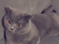 British shorthair aslan kafa olarak geçer