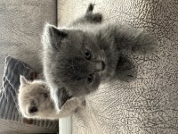 British Shorthair Kedisi