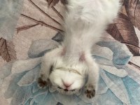 3 Aylık blue point british shorthair inci tanemiz