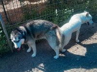 MAVİ GÖZLÜ SÜT BEYAZ ERKEK HUSKY SİBİRYA KURTLARI