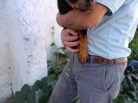 Rottweiler Dişi Yavrularımız