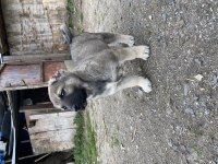 Mükemmel anatomi Kangal yavrular