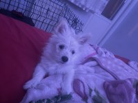 Pomeranian spitz 3 aylıkken dişi uygun