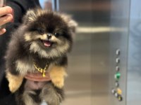 Yumoş Pomeranian Boo Yavrusu