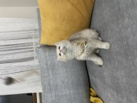 GOLDEN DİŞİ BEBEK KEDİLER