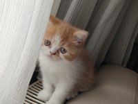 Exotic shorthair dişi