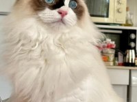 Anne Altından Safkan Ragdoll Yavru Kediler