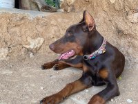 A SCR ŞAMPİYON SOY DOBERMAN