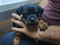 Irk garantili rottweiler yavrular