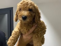 Yavru toy poodle sahiplendirme