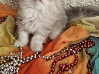Golden scottish fold pofidik bebekler