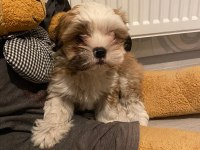 Tatlı yavru shih tzu