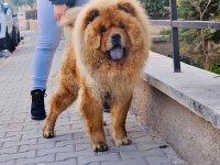 1 YAŞINDA BULUNMAYACAK GÜZELLİKTE CHOW CHOW