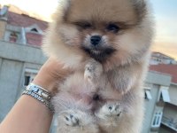 Erkek orange pomeranian boo