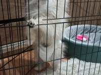 Pomeranian Çikom acil verilecek