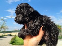 ZEYTİN GİBİ SİYAH POODLE YAVRULARIMIZ