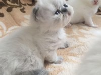 Exotic shorthair bebeklerimiz