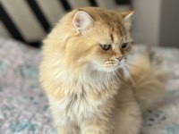 Dişi british longhair