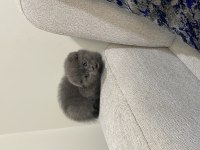 2 Aylık Kırık Kulak Dişi Scottish Fold
