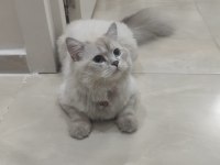 9 Aylık Erkek Kedim