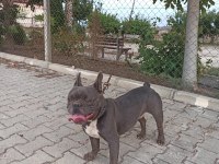 BLUE ERKEK FRENCH BULLDOG