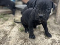 Cane corso blue yavrular