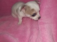 Mini şivava