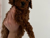Red Brown KoreLan Toy Poodle Yavrular