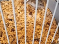 Anne ve yavru hamster