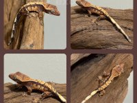 YAVRU CRESTED GECKOLAR