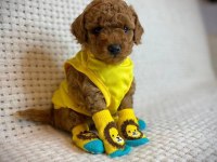 Ruhsatlı Köpek Çiftliğinden Toy Poodle Yavrularımız