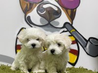 ORJİNAL MALTESE TERRIER YAVRULAR