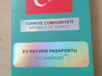 2 yaşında sağlıklı cipli scottish fold